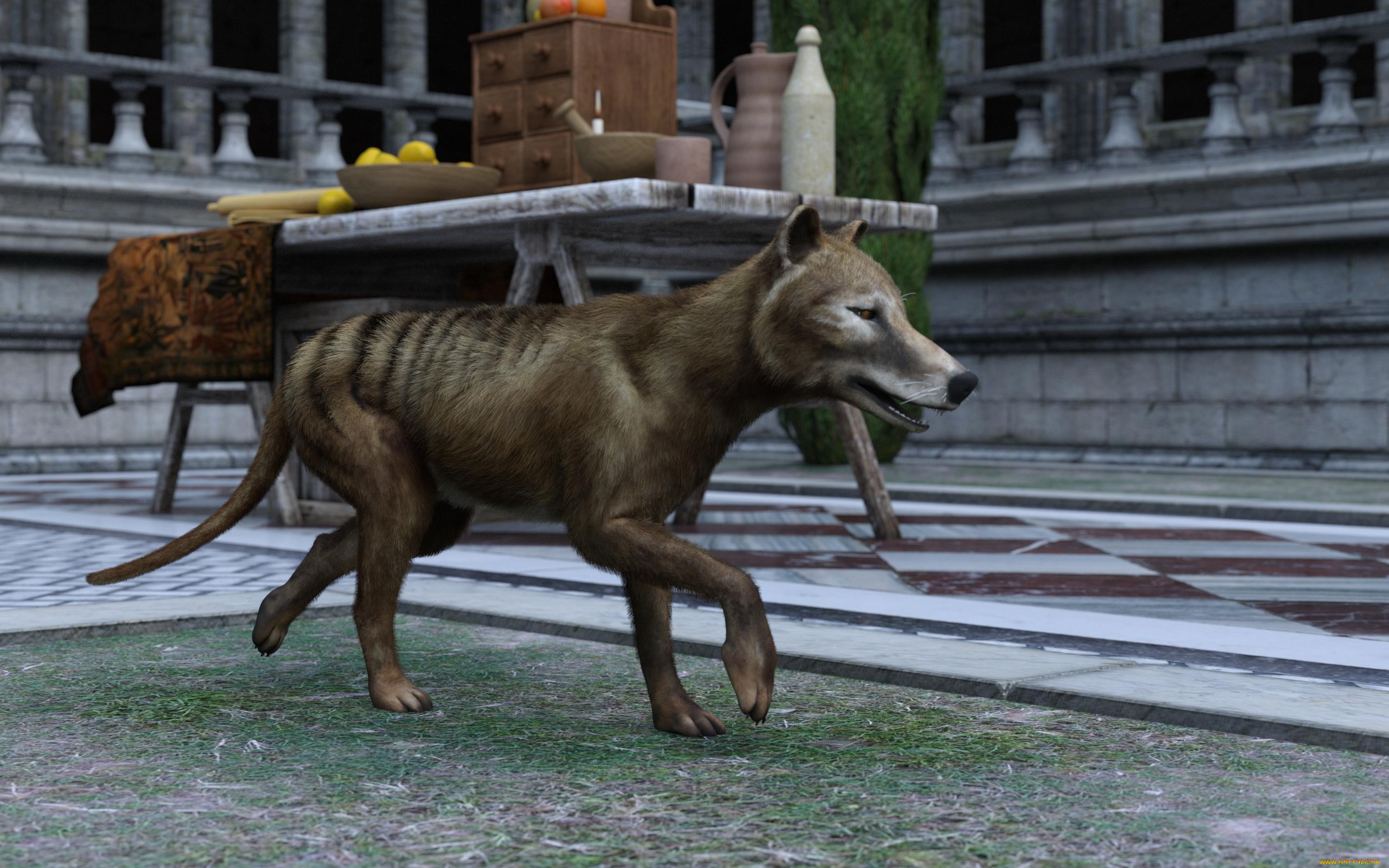 3 ,  , animals, , 